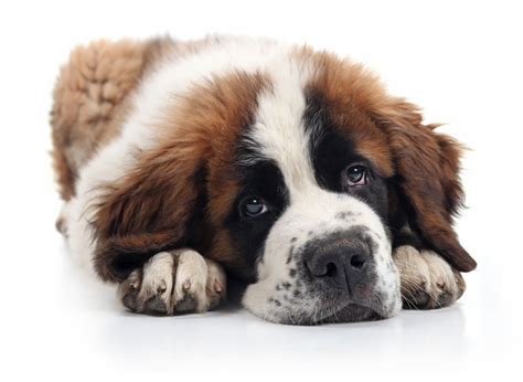 #1 | Saint Bernard Puppies For Sale In San Diego CA