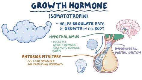 Growth hormone and somatostatin: Video & Anatomy | Osmosis