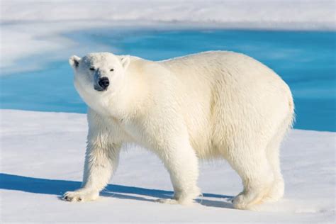 These Are the 6 Most Aggressive Animals in Canada ( (Top 1: Brown Bear?)