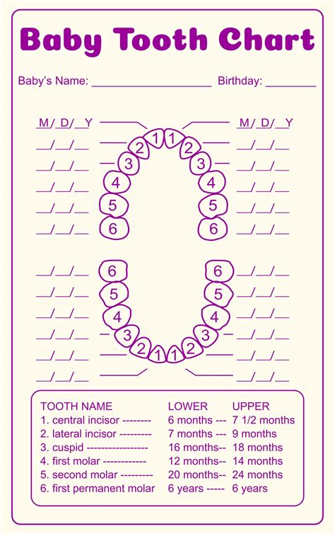 Printable Tooth Number Chart