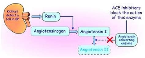 How Lisinopril and ACE Inhibitors Work - How to ACE HBP