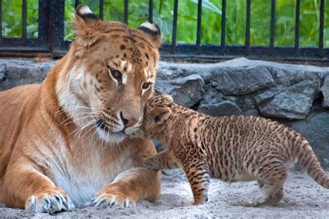 Rare liliger cubs become mane attraction at a Russian zoo - the result ...