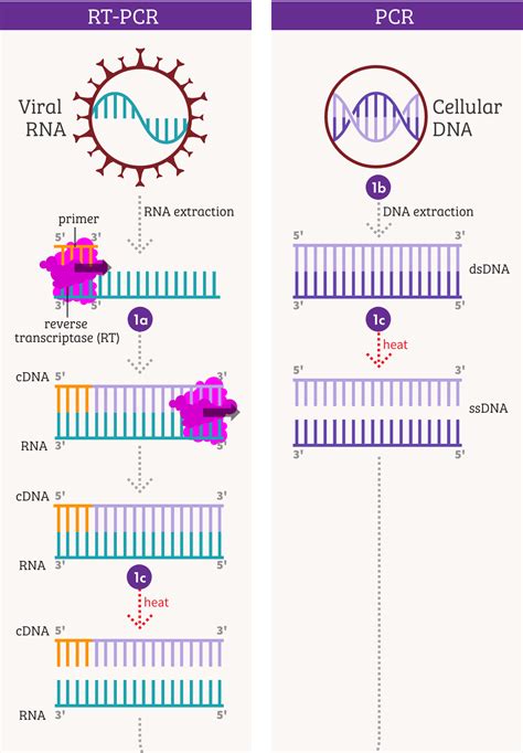 Pcr Steps Diagram