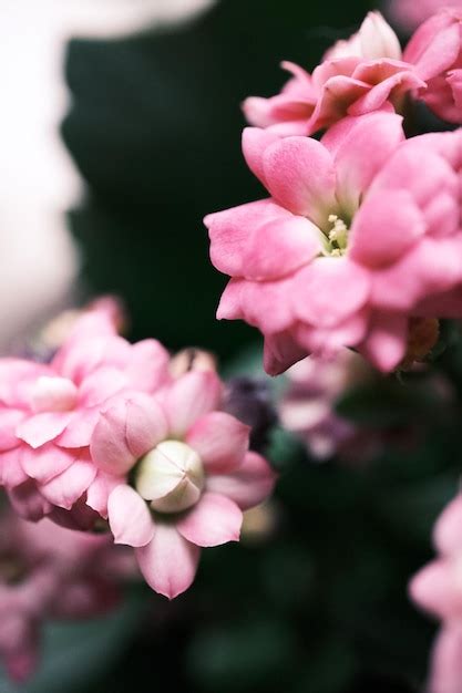 Premium Photo | Pink flower in the garden