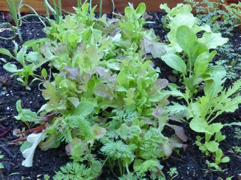 Harvesting Lettuce Youtube Video - Anne of Green Gardens