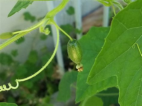 The Scientific Gardener: The Backyard Mexican Sour Gherkins take over