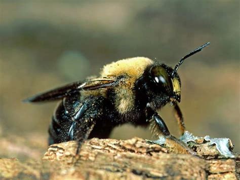 Carpenter Bee Vs Bumble Bee - How To Tell The Difference - The Pest ...