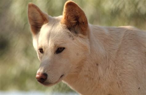 Dingo - Description, Habitat, Image, Diet, and Interesting Facts