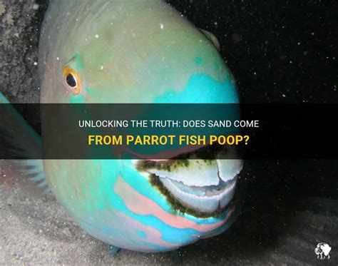 Unlocking The Truth: Does Sand Come From Parrot Fish Poop? | PetShun