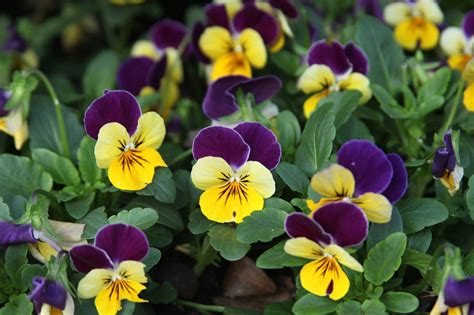 Pansies: Why the Arboretum Looks Beautiful Even During the Deepest Cold ...