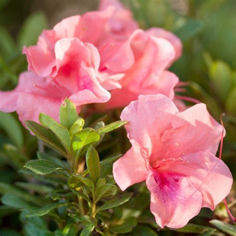 Encore Azalea 1-Gallon Pink Azalea Flowering Shrub in Pot at Lowes.com