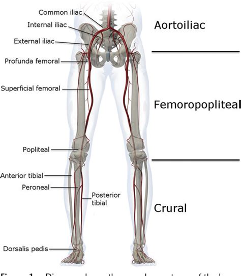 Lower Extremity Vascular Anatomy