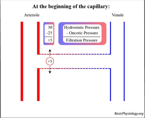 B.5.3. The Capillaries – BasicPhysiology.org