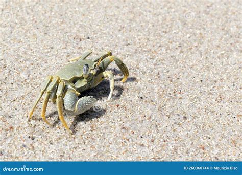 View of a Horned Ghost Crab Stock Photo - Image of nature, shellfish ...