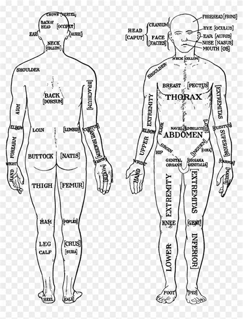 Loin Human Anatomy