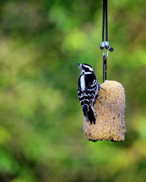 Woodpecker At Feeder-6497 Photograph by Keith Johnson | Pixels