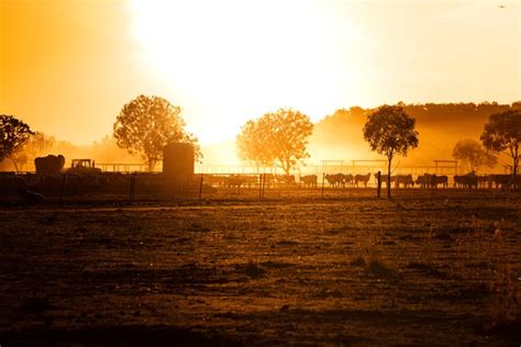 593 Cattle Yards Australia Images, Stock Photos, 3D objects, & Vectors ...