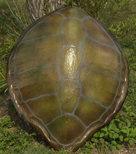 Buy Green Turtle Shell Replica 32in - Sealife Decor