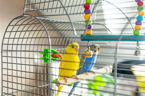 Pet Birds Cages