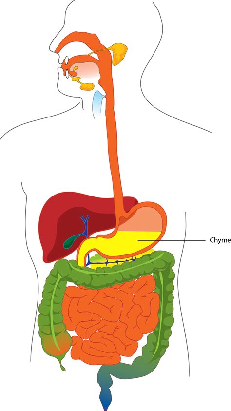 Human Digestive System Diagram Labeled For Class 7