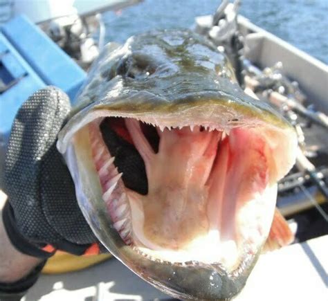 Fun Musky Fish Facts