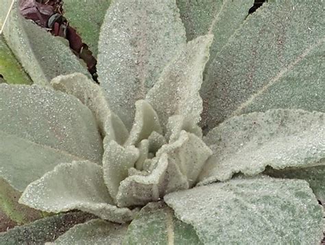 Mullein Leaf - Lichen Labs