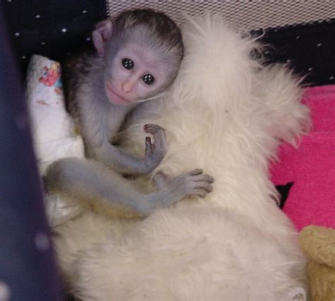 baby capuchin monkey for free adoption and for sale | Pet monkey, Baby ...