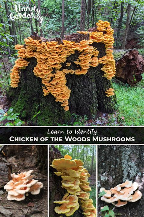 Chicken Of The Woods Identification