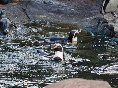 Penguins in Kansas City Zoo in Kansas City Missouri Stock Image - Image ...