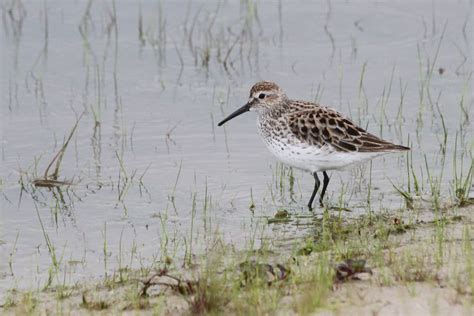 Scolopacidae: Shorebirds | Flickr