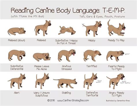 Ghim trên Infographics | Động vật, Huấn luyện chó