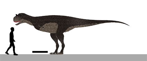 Carnotaurus Size by Paleotuga on DeviantArt