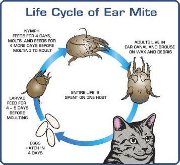 Cat Ear Mites: Symptoms, Treatment, and Prevention