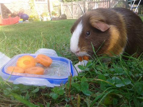 Can Guinea Pigs Eat Carrots?