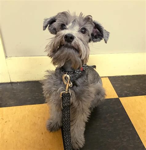 The Schnauzer Poodle mix (also known as the Mini Schnoodle, Miniature ...