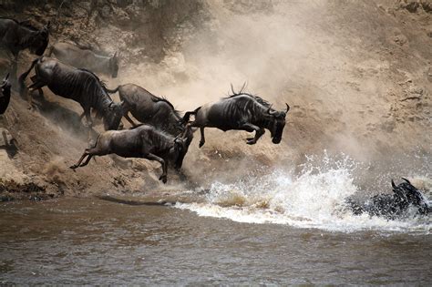 Serengeti Safari Tours & Budget Packages to Serengeti Park