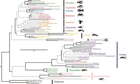 Arthropod evolution | Oxford University Museum of Natural History