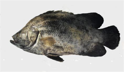 Atlantic Tripletail | Mexican Fish.com