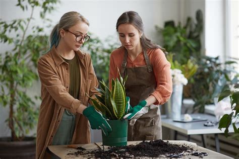 How to Design and Maintain a Plant Nursery at Home that Thrives