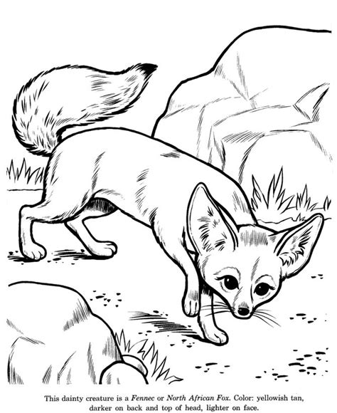 Get Realistic Fennec Fox Realistic Fox Coloring Pages Pictures - Free ...