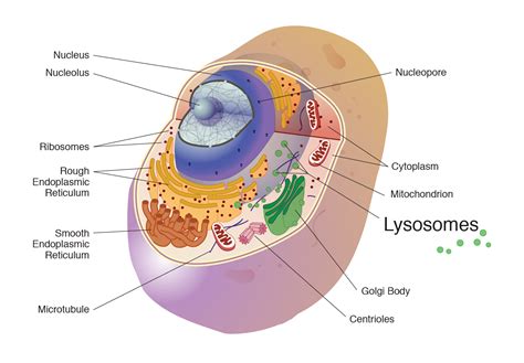 The suicidal bags of the cell are / कोशिका के आत्मघाती बैग हैं - Biology