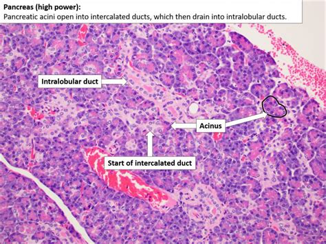 Pancreas – Normal Histology – NUS Pathweb :: NUS Pathweb