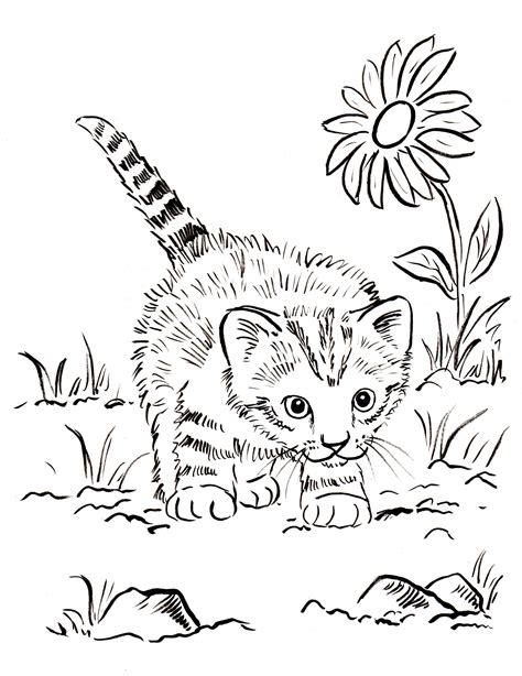 Detailed Cat Coloring Pages at GetColorings.com | Free printable ...