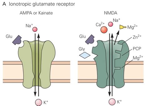 Pitt Medical Neuroscience | Glutamate Receptors