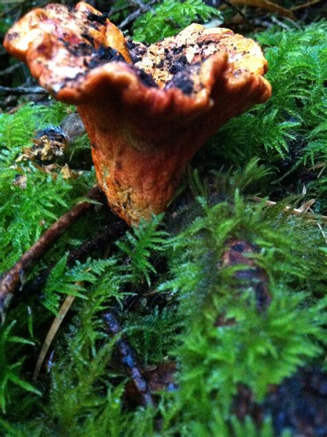 Lobster Mushroom - Mushroom Hunting and Identification - Shroomery ...