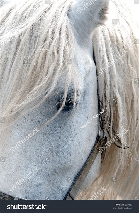 White Horse Face Closeup Stock Photo 698087 - Shutterstock