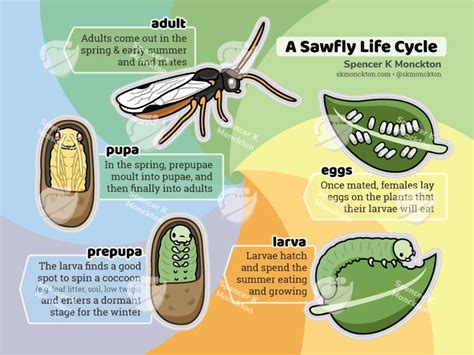 Sawfly Life Cycle sticker sheet | Etsy