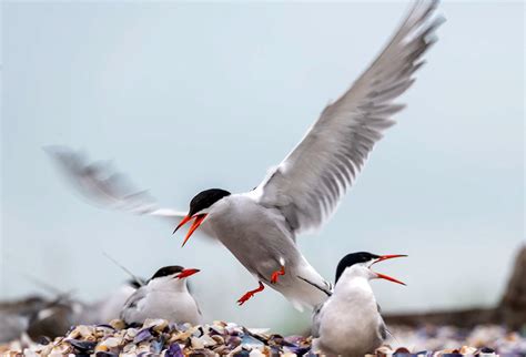 Manmade Common Tern breeding platform on Behance