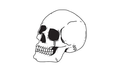 Human Skulls Side View Drawing