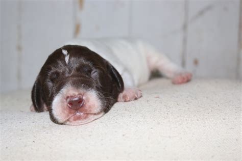 Braque Francais Puppies – Boykin Spaniels and other Gun Dogs Available ...